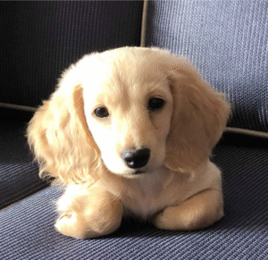 “Luna is a patient, intuitive emotional support dog who senses when calm or comfort is needed most. She offers steady companionship through life’s unpredictability, grounding you in moments of stress and celebrating quiet victories alongside you. With Luna by your side, you’re reminded that you don’t have to carry it all alone — her gentle presence brings peace, resilience, and unconditional support."