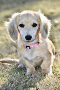 "Max is a focused, reliable emotional support dog who thrives on structure. He brings calm energy, helping high-achievers reset, refocus, and recharge. Max’s presence melts away stress while keeping you grounded and ready to tackle your next challenge with clarity and confidence. Your ultimate partner in productivity and balance."